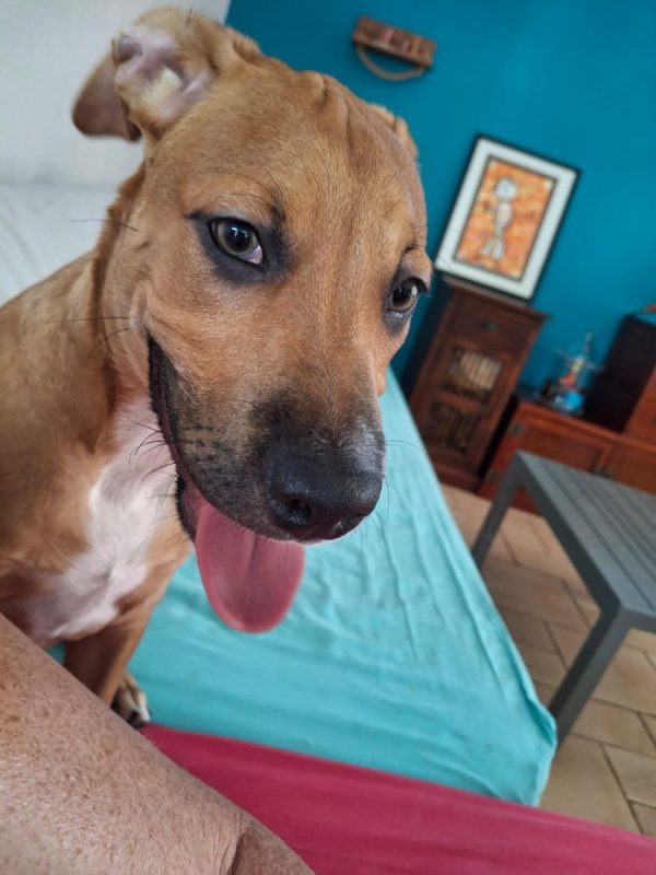 Tikos - Chien à adopter - photo 5