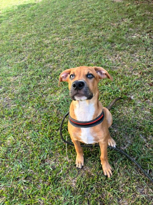 Tikos - Chien à adopter