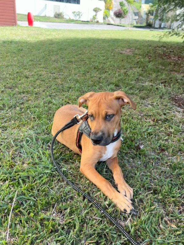 Tikos - Chien à adopter - photo 2