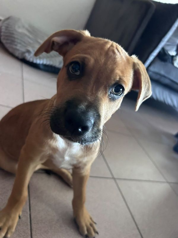 Tikos - Chien à adopter - photo 4