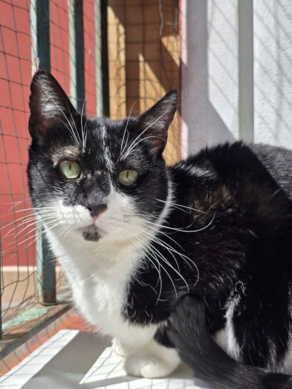 Bambú - Chat à adopter