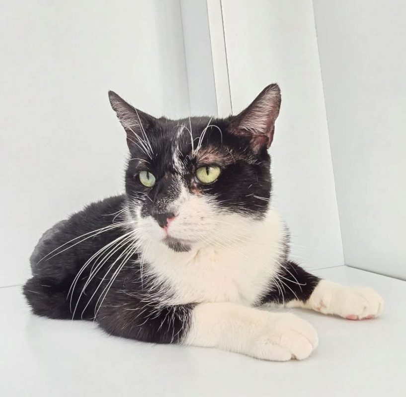Bambú - Chat à adopter - photo 3