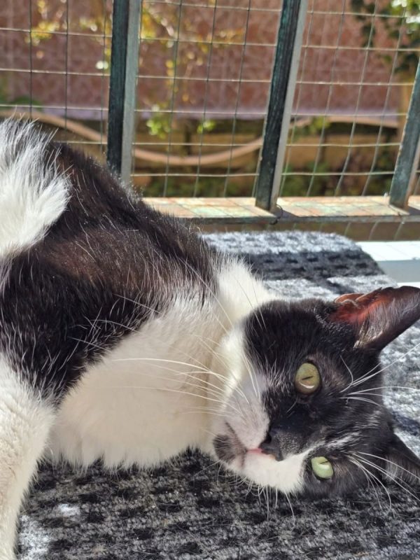 Bambú - Chat à adopter - photo 4