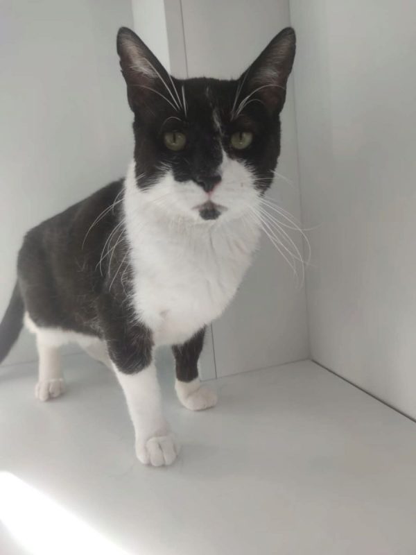 Bambú - Chat à adopter - photo 2