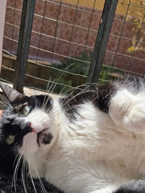 Bambú - Chat à adopter - photo 5