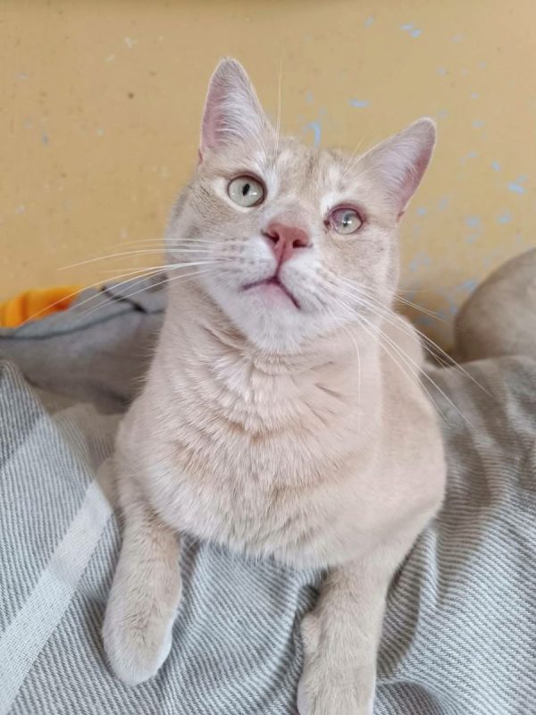 Luka - Chat à adopter