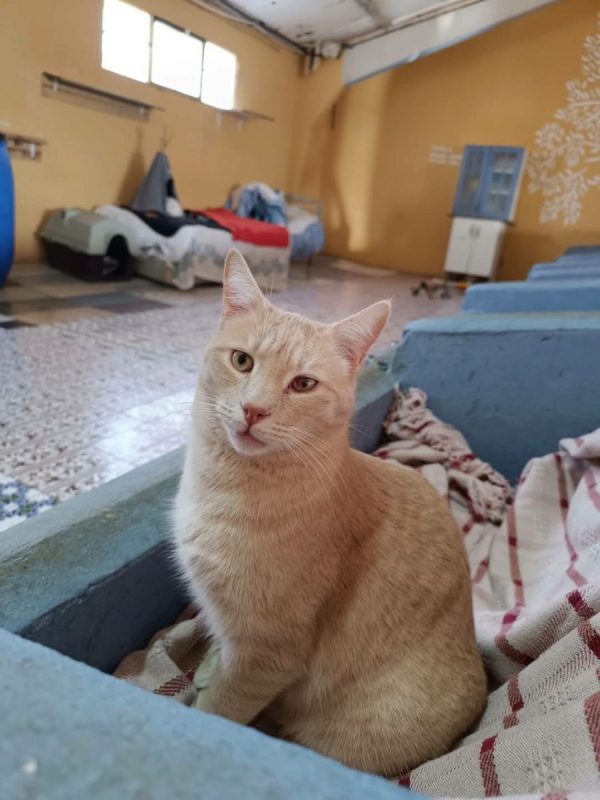 Luka - Chat à adopter - photo 2