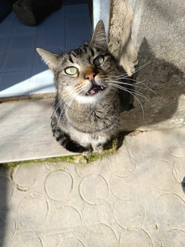 Bartolomiau - Chat à adopter - photo 3