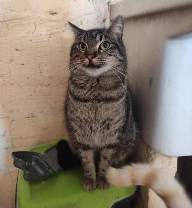 Bartolomiau - Chat à adopter - photo 2