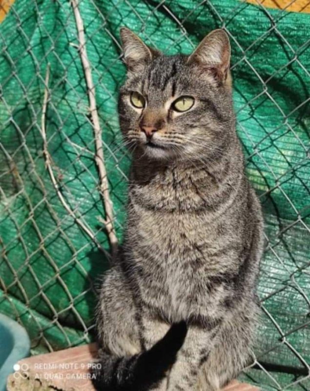 Bartolomiau - Chat à adopter