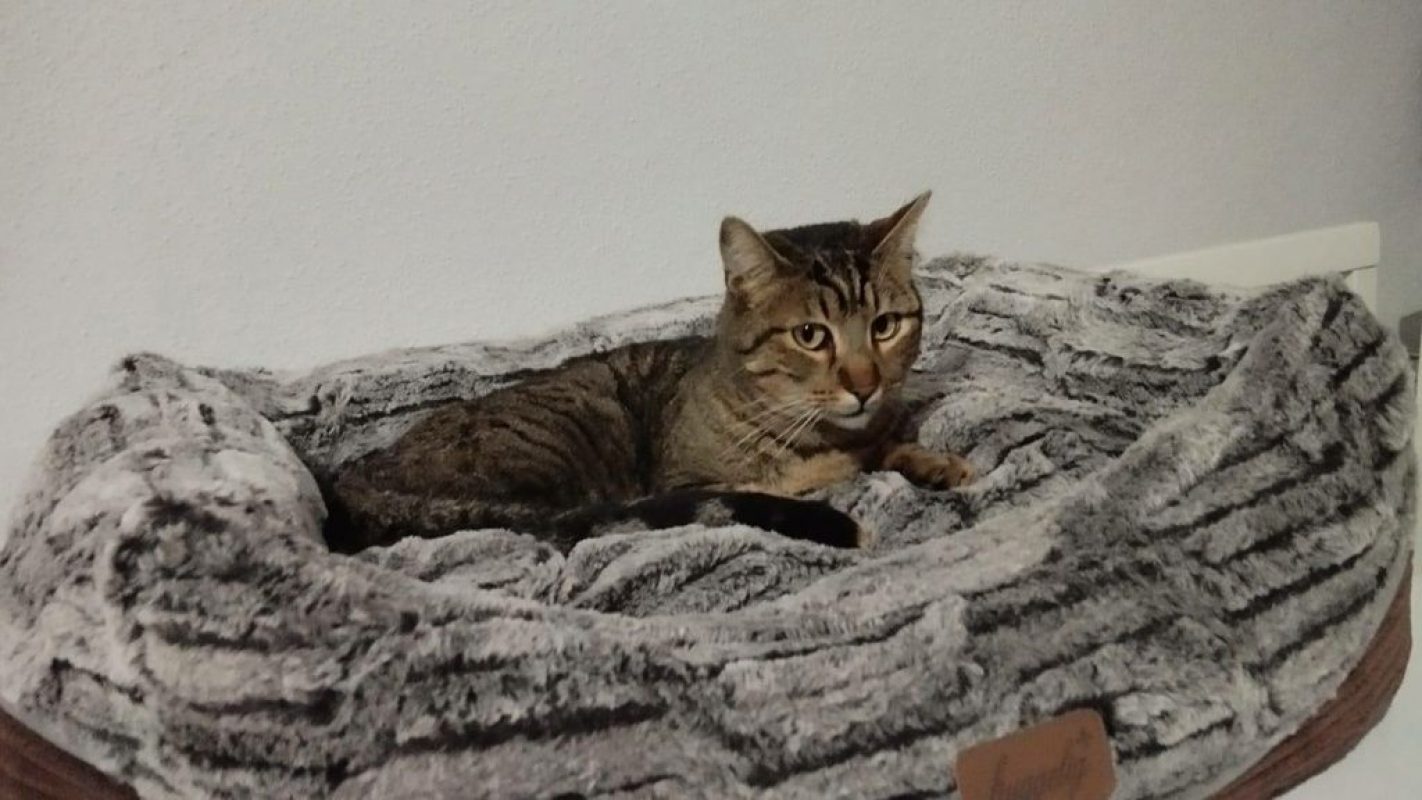 Pop - Chat à adopter - photo 3