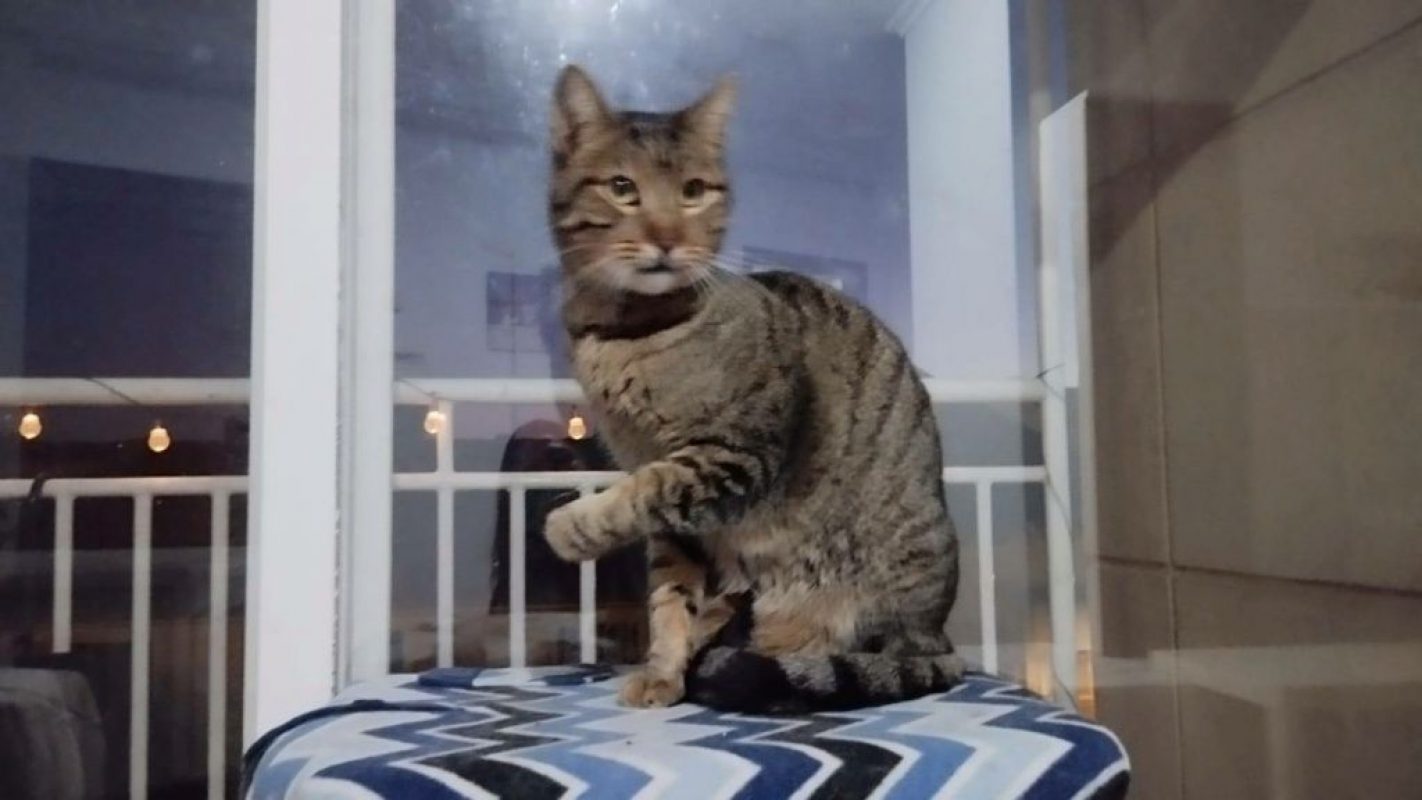 Pop - Chat à adopter