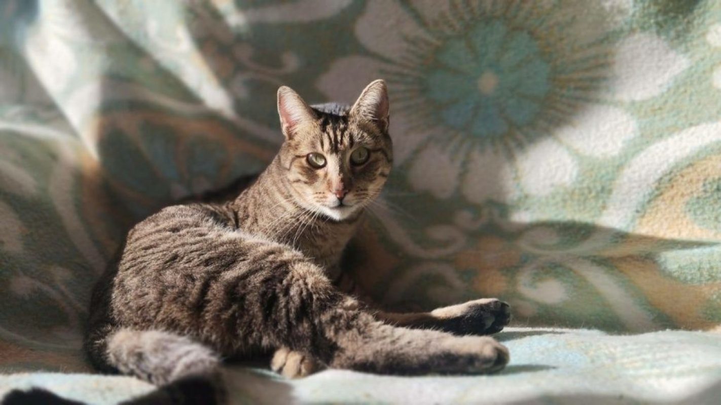 Pop - Chat à adopter - photo 4
