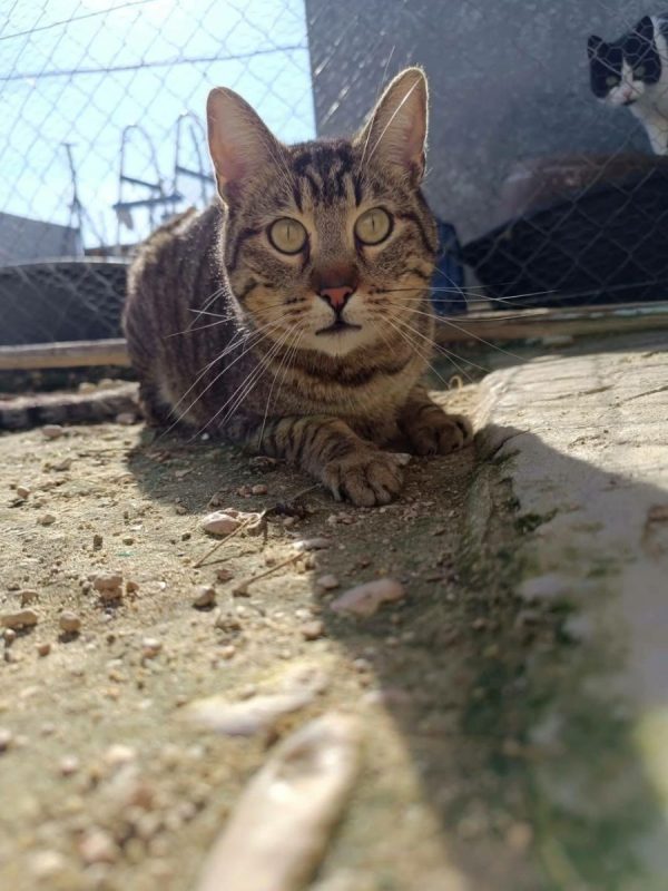 Pop - Chat à adopter - photo 6