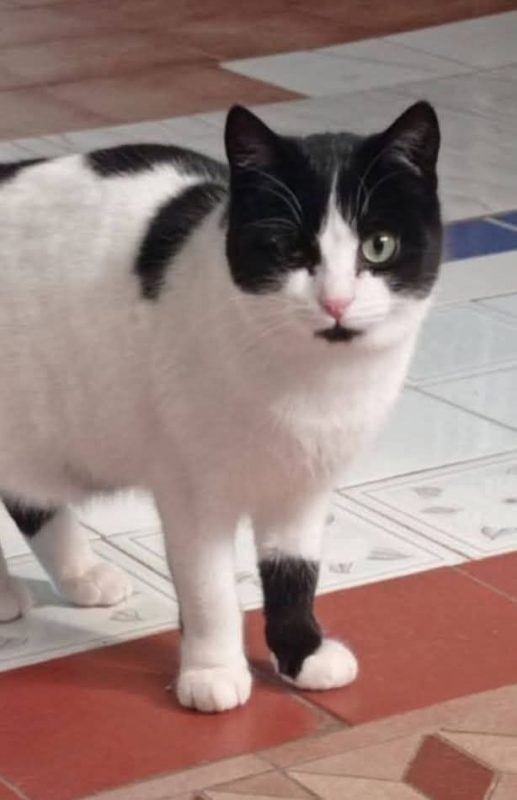 Tulipes et Violeta - Chat à adopter - photo 2