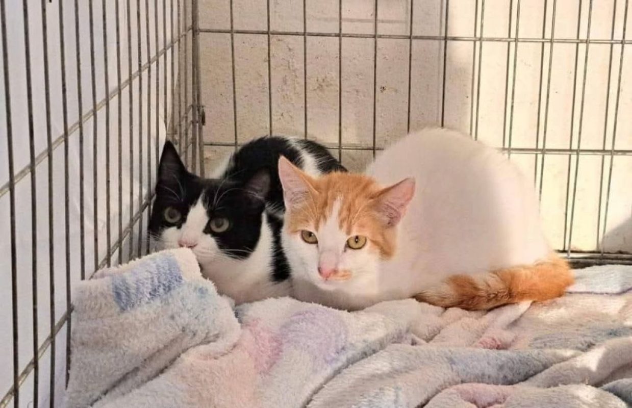 Tulipes et Violeta - Chat à adopter