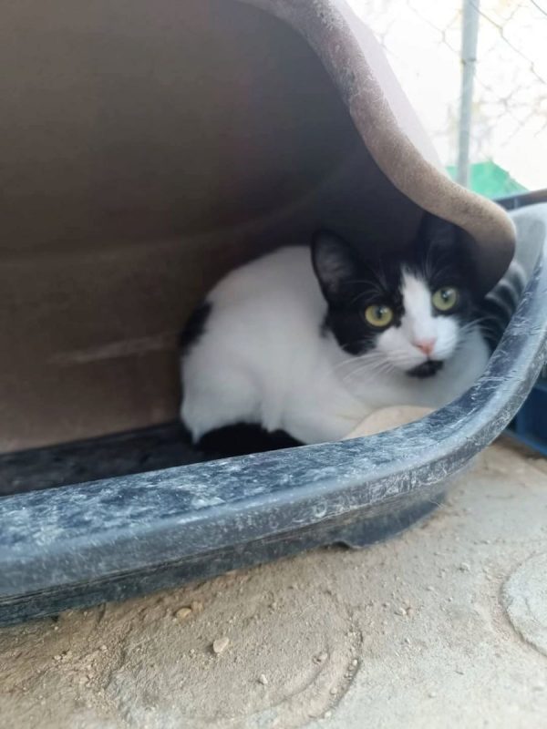 Tulipes et Violeta - Chat à adopter - photo 4