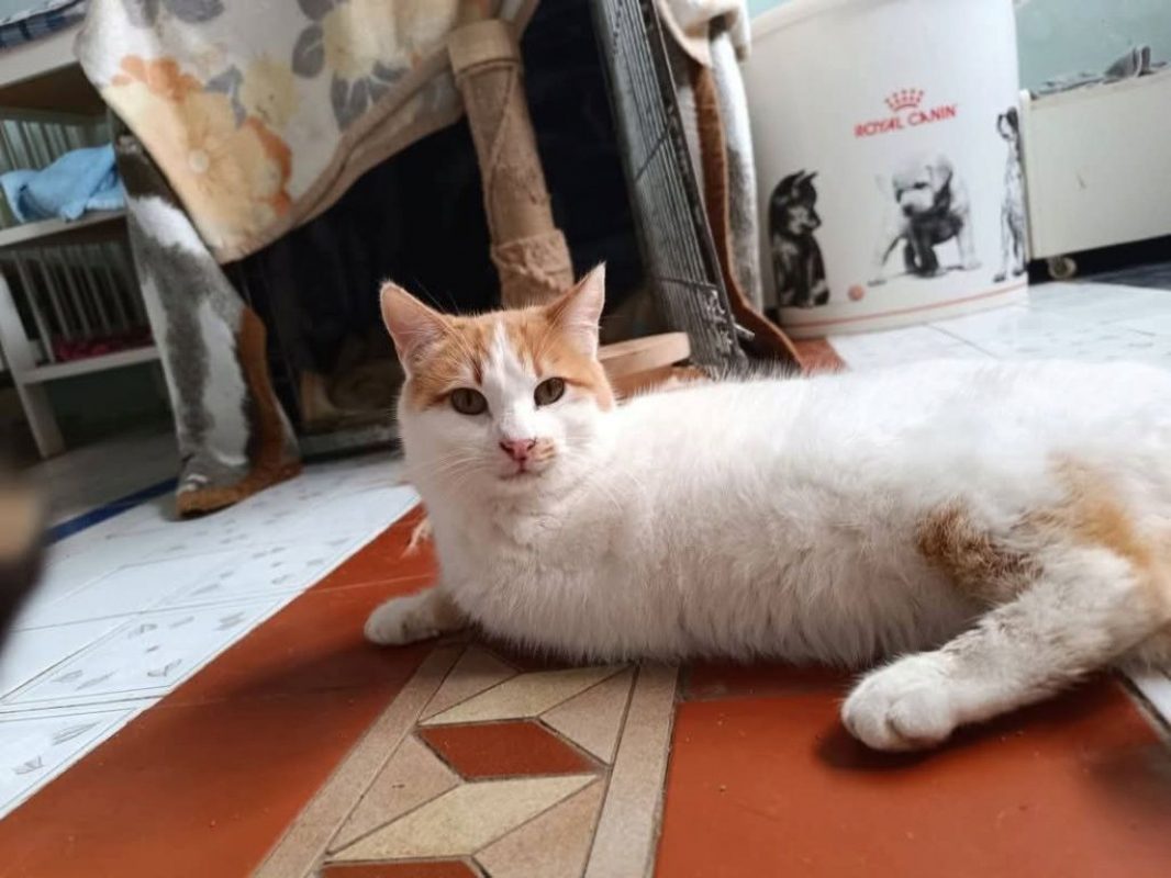Tulipes et Violeta - Chat à adopter - photo 6