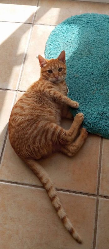 Ciro - Chat à adopter - photo 7