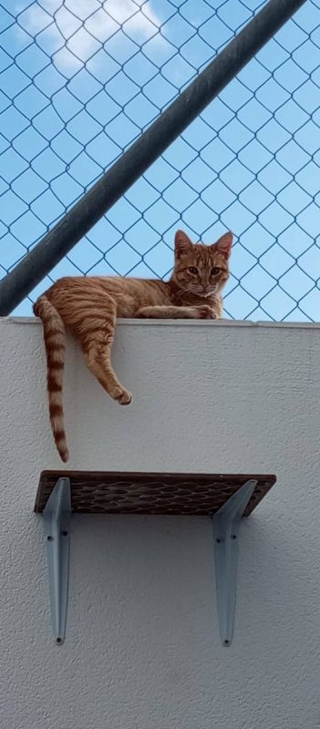 Ciro - Chat à adopter
