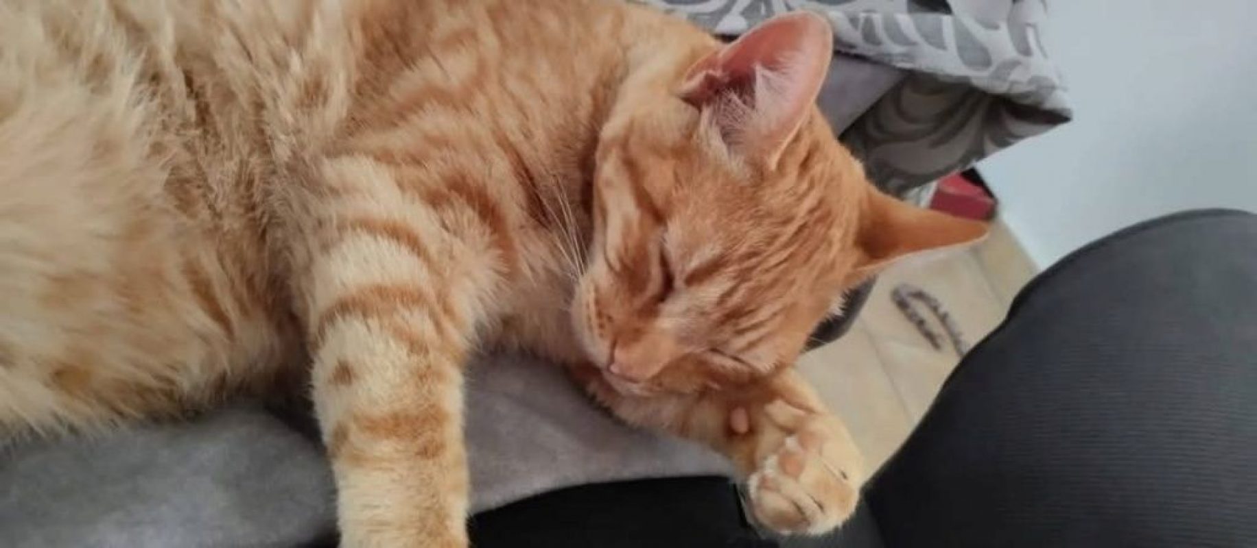 Ciro - Chat à adopter - photo 3