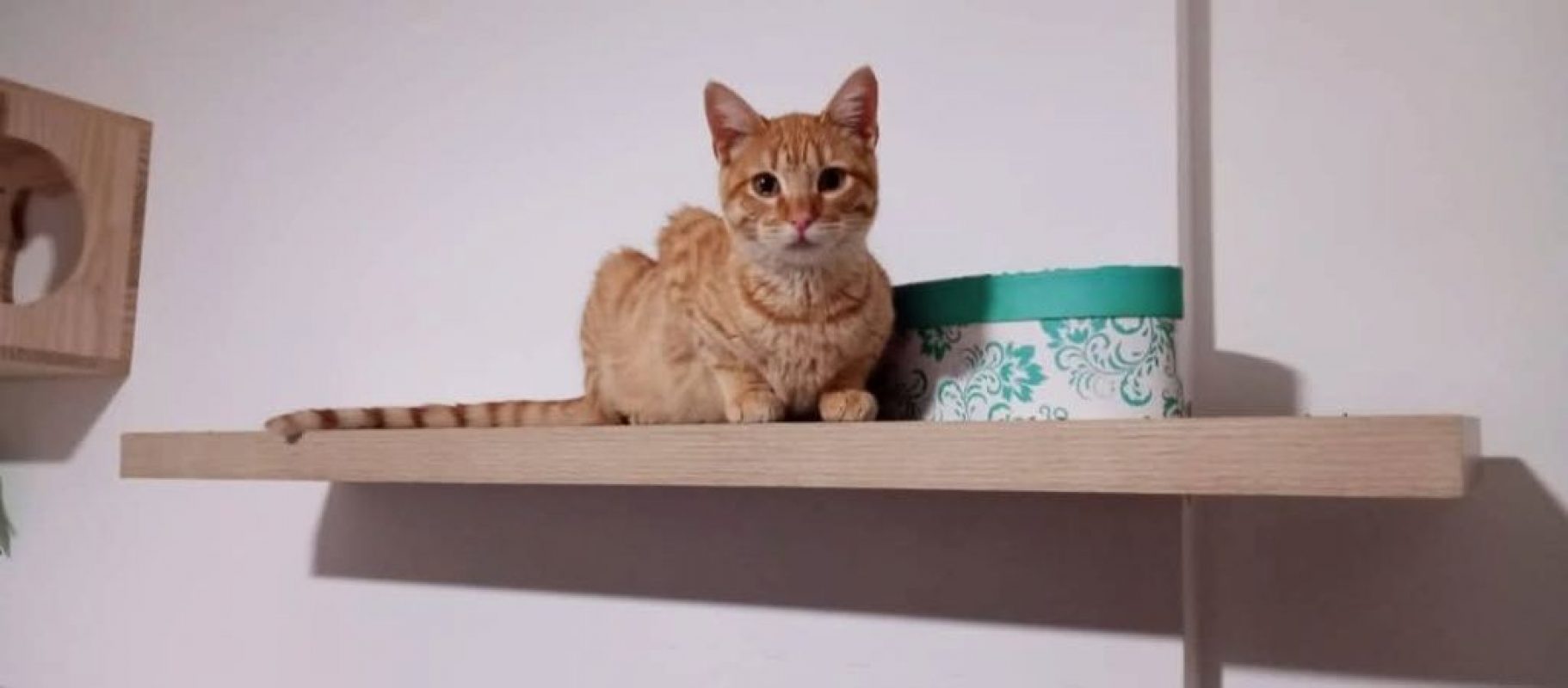 Ciro - Chat à adopter - photo 6