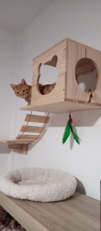 Ciro - Chat à adopter - photo 2