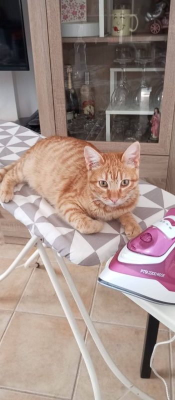 Ciro - Chat à adopter - photo 4