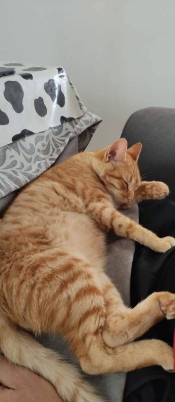 Ciro - Chat à adopter - photo 5