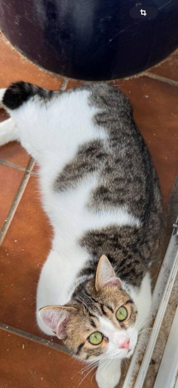 Tofu - Chat à adopter - photo 2