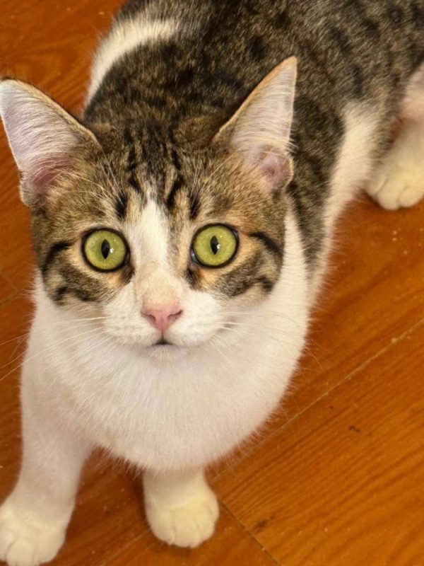 Tofu - Chat à adopter