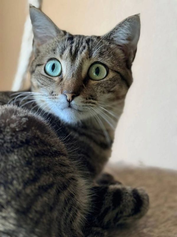 Pancho et Chispa - Chat à adopter