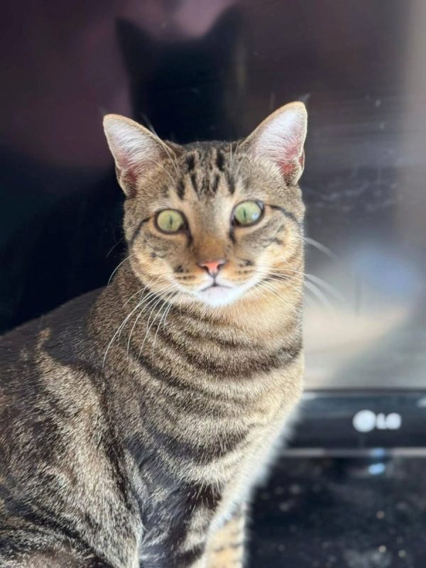 Pancho et Chispa - Chat à adopter - photo 3