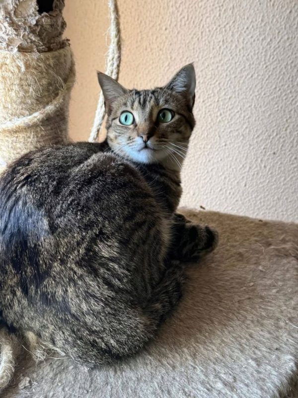 Pancho et Chispa - Chat à adopter - photo 4