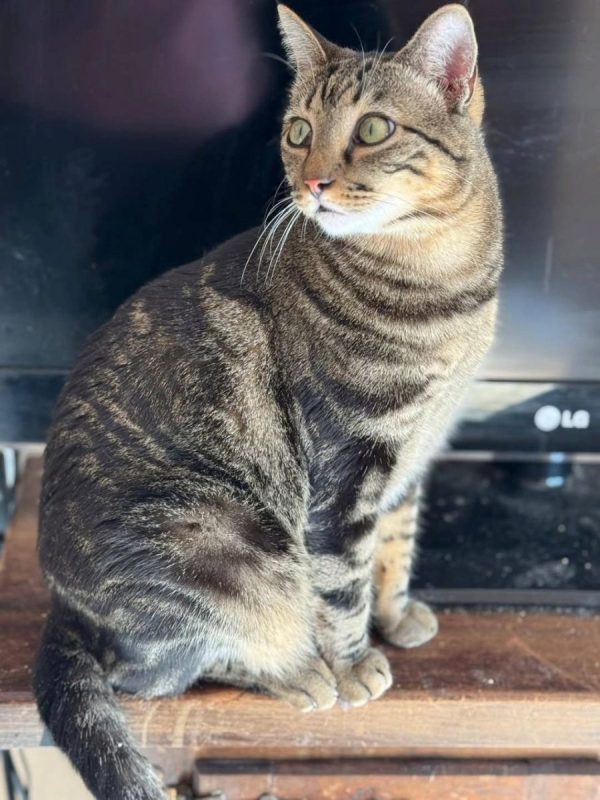 Pancho et Chispa - Chat à adopter - photo 2
