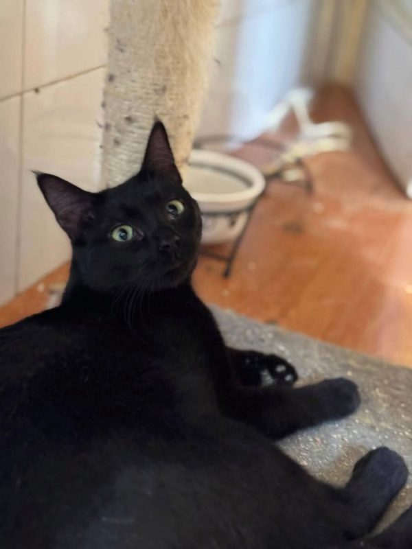 Regaliz - Chat à adopter - photo 4