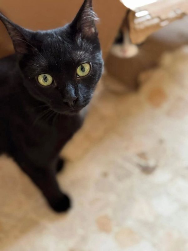 Regaliz - Chat à adopter - photo 2