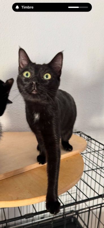 Regaliz - Chat à adopter