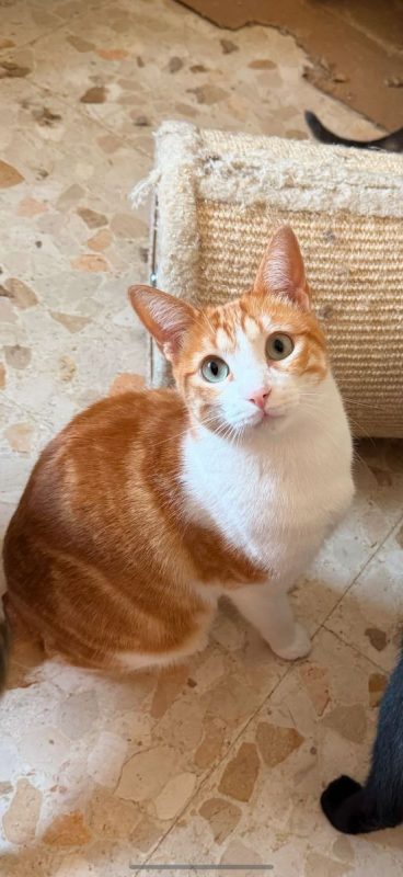 Tokio et Bambu - Chat à adopter - photo 2