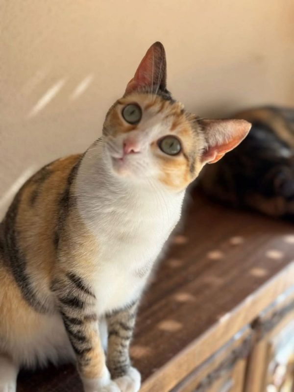 Tokio et Bambu - Chat à adopter - photo 3