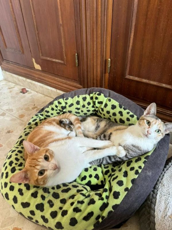 Tokio et Bambu - Chat à adopter