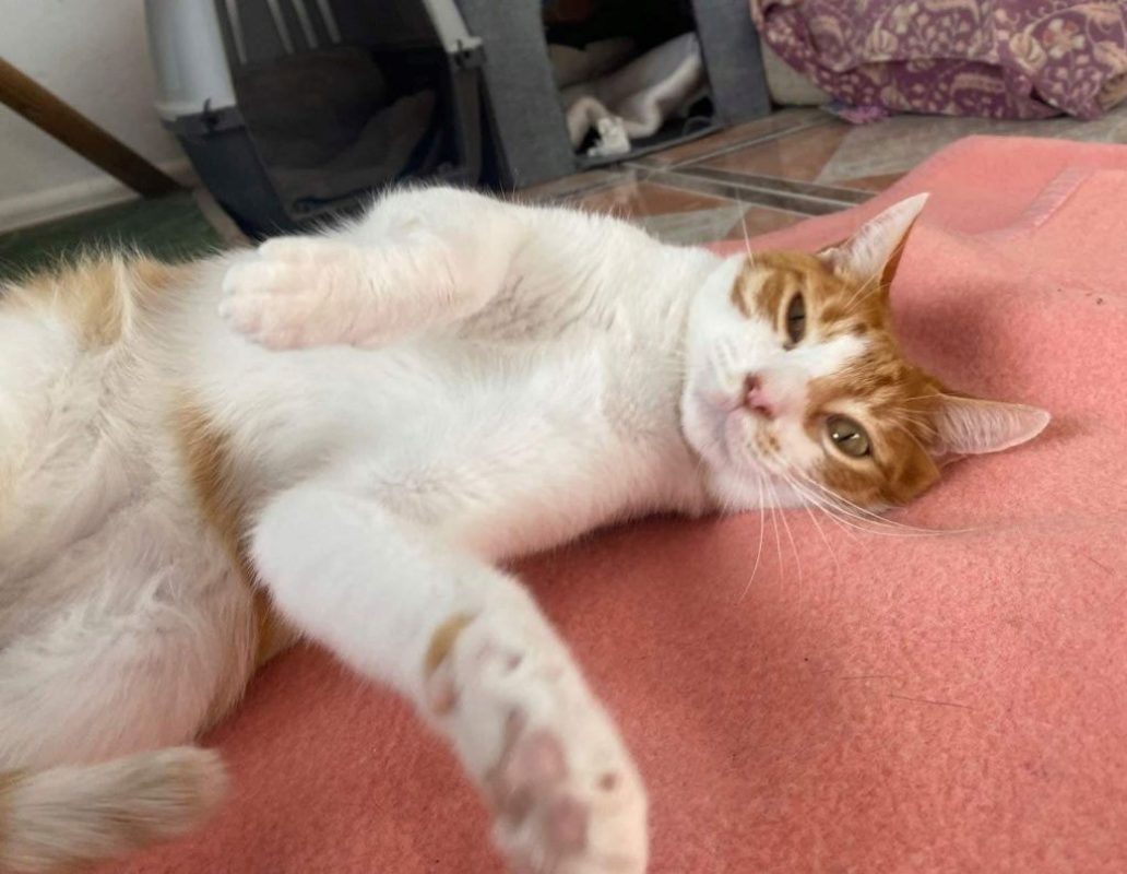 Sam - Chat à adopter - photo 4