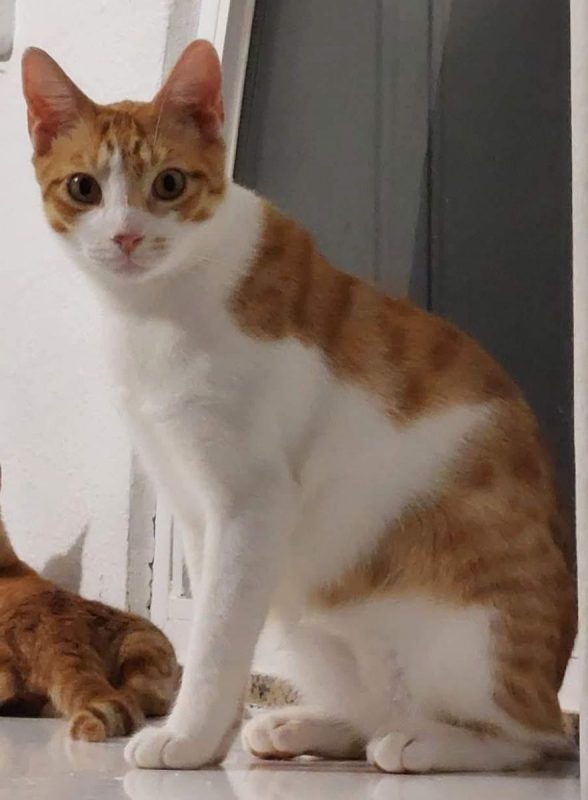Sam - Chat à adopter