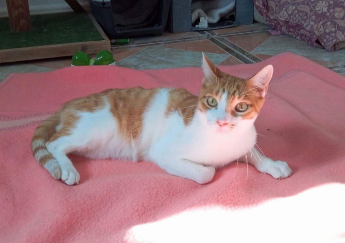 Sam - Chat à adopter - photo 5