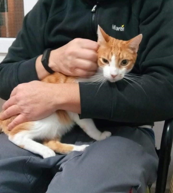 Sam - Chat à adopter - photo 2