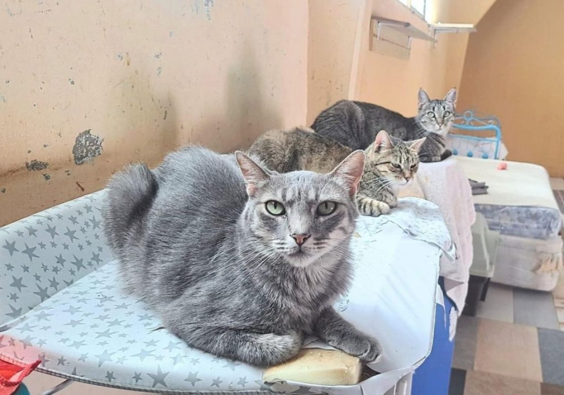 Ceni - Chat à adopter - photo 2