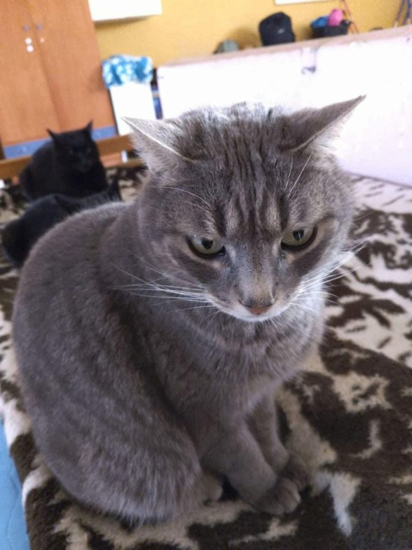 Ceni - Chat à adopter