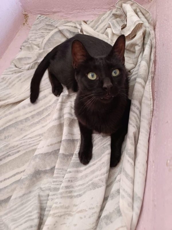 Tejo - Chat à adopter