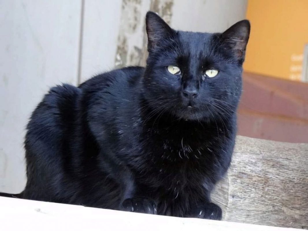 Misy - Chat à adopter