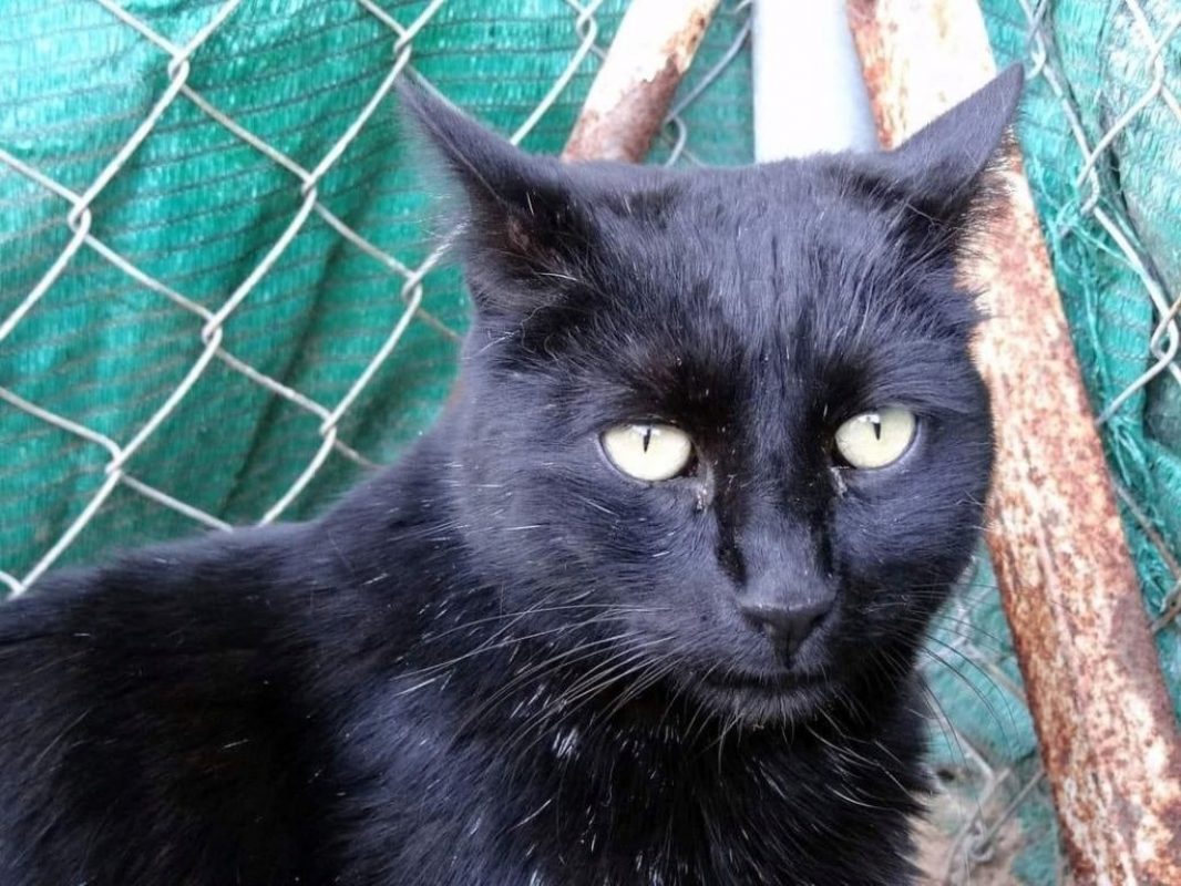 Misy - Chat à adopter - photo 4